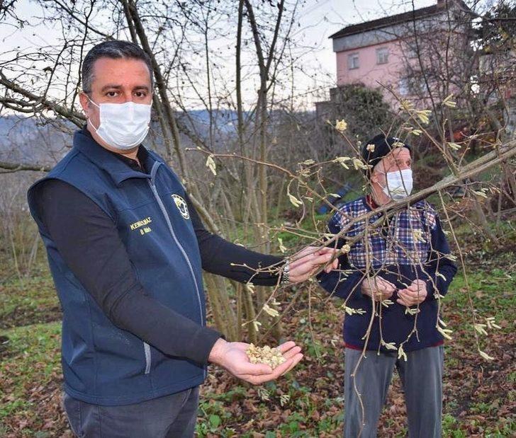 Fındık üreticilerine ‘kozalak akarı’ uyarısı G1