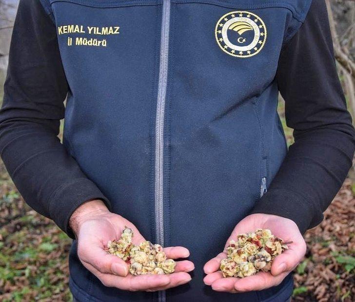 Fındık üreticilerine ‘kozalak akarı’ uyarısı G2