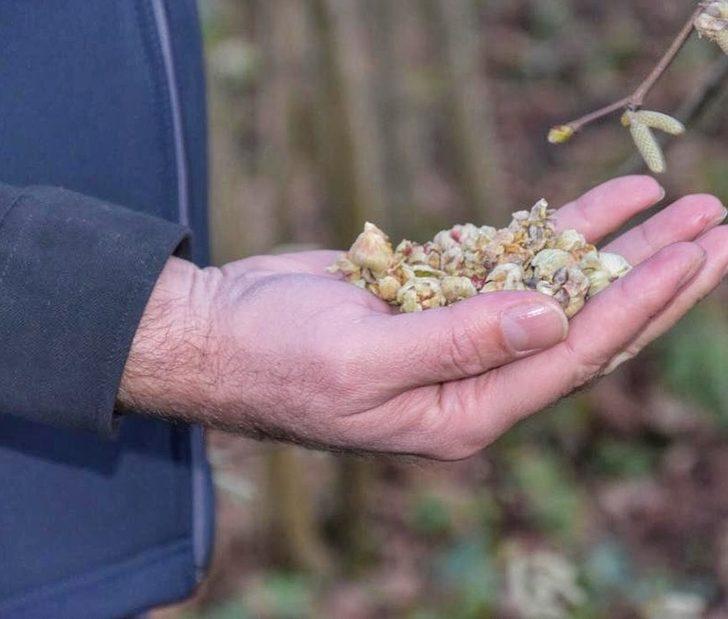 Fındık üreticilerine ‘kozalak akarı’ uyarısı G3