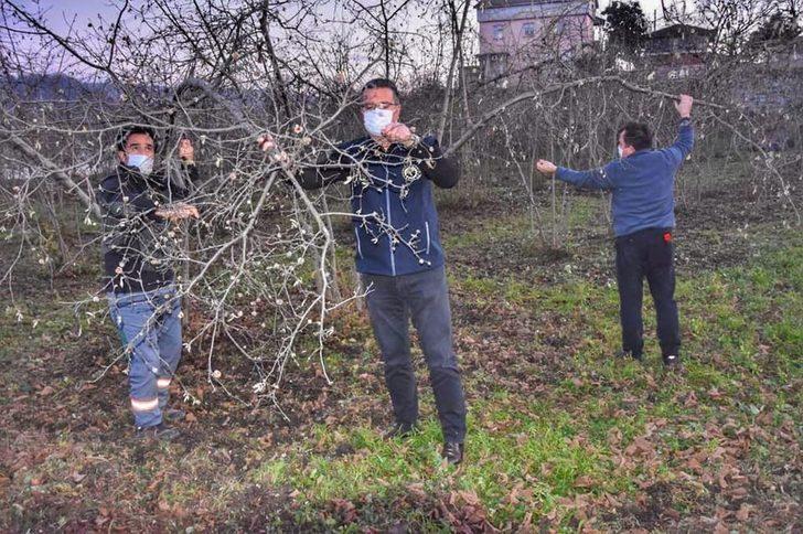 Fındık üreticilerine ‘kozalak akarı’ uyarısı G4