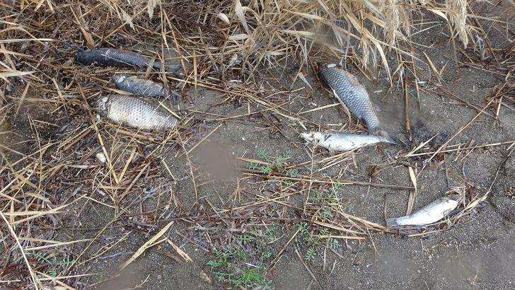 Çanakkale'de çay ile denizin birleştiği noktada balık ölümleri