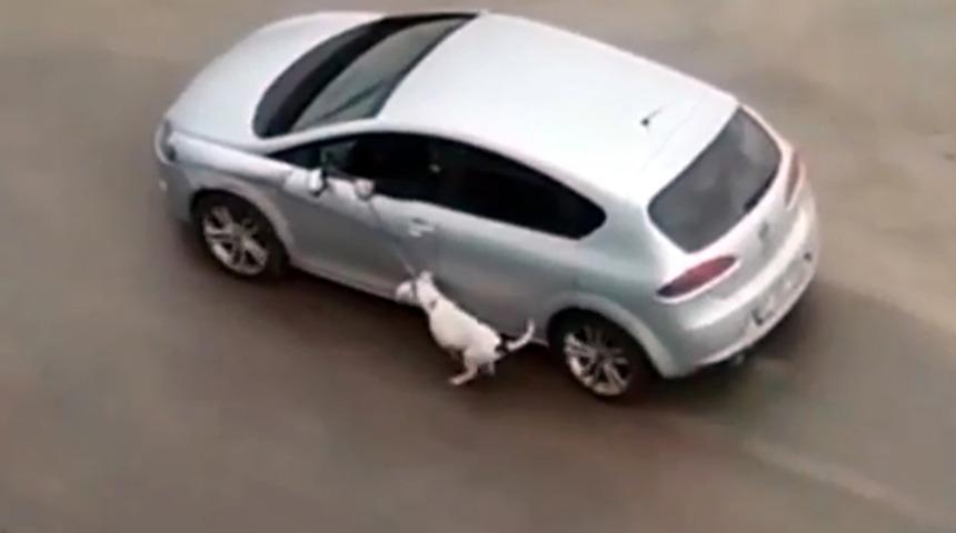 Araçla köpeğini tasmasından sürükleyen sürücü: Eğitim gereği