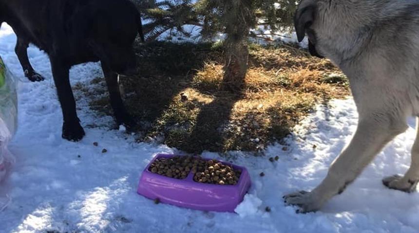 Bayburt’ta sokak hayvanları sokağa çıkma kısıtlamasında unutulmadı