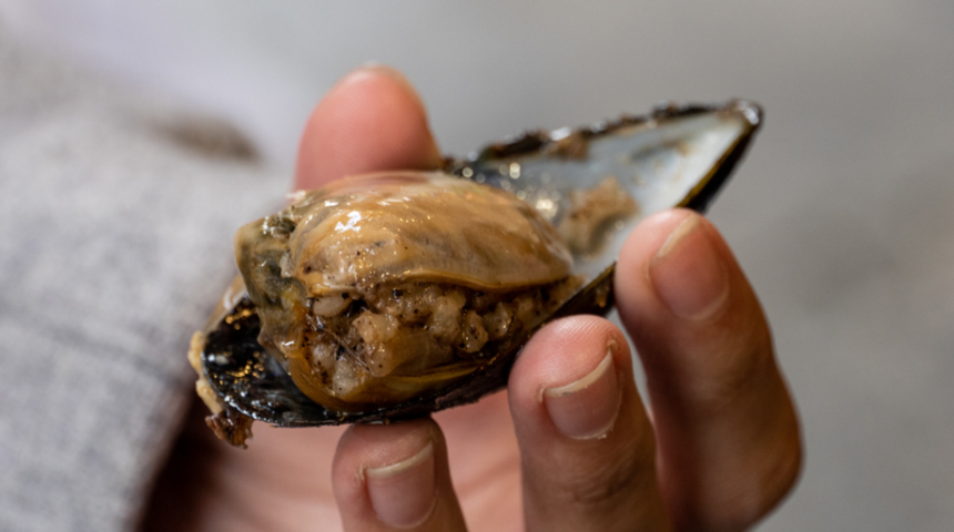Tehlike saçıyor! Midye yiyeceğinize pil kemirin daha iyi!