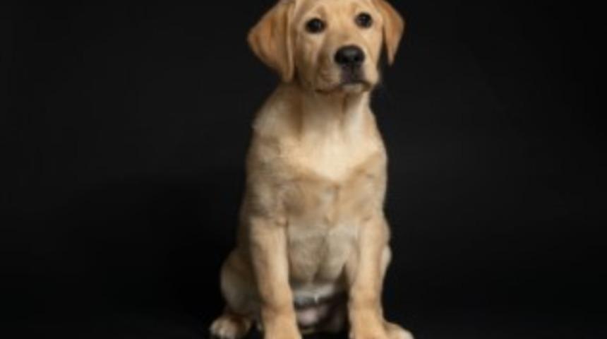 Labrador köpek özellikleri ve bakımı