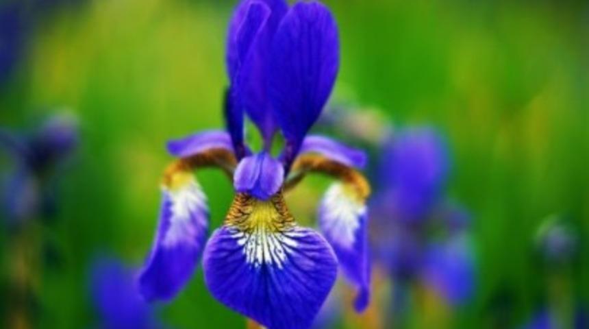 İris çiçeği özellikleri ve faydaları nelerdir?