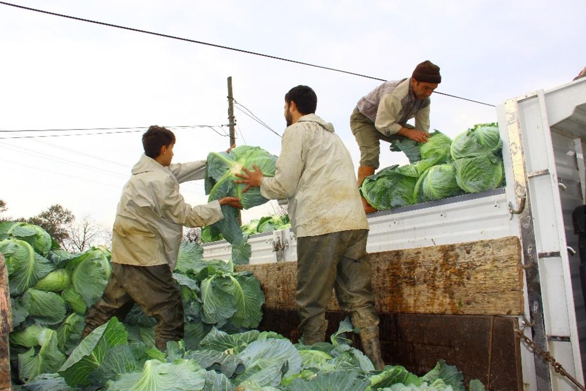 Ge&ccedil;en yıl para etmeyen lahanaya bu yıl değer bi&ccedil;ilemiyor
