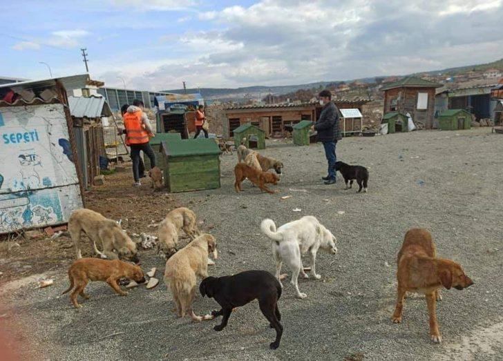 AK Gençlik sokak hayvanlarını unutmadı G3