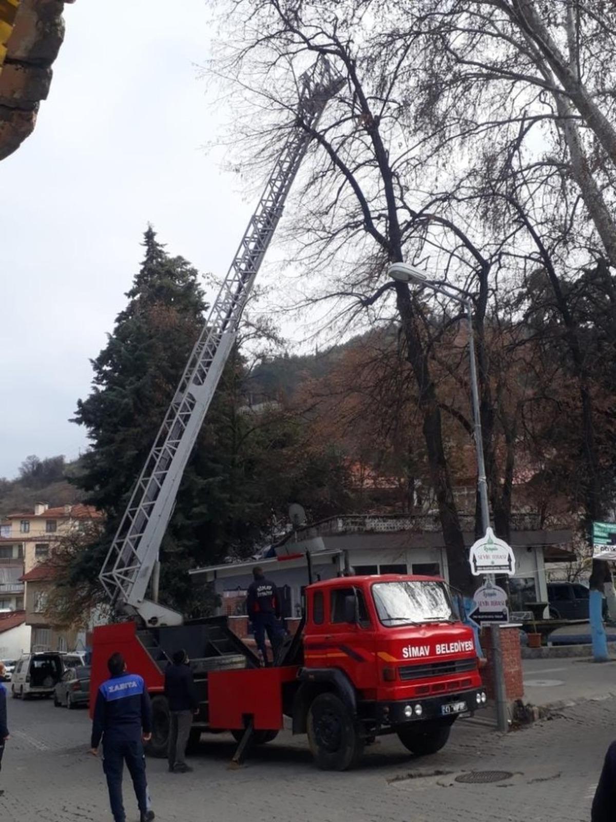 Ağa&ccedil;ta mahsur kalan kediyi itfaiye ekipleri kurtardı