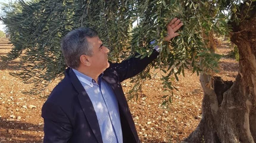 Kilis Zeytinyağına talep arttı