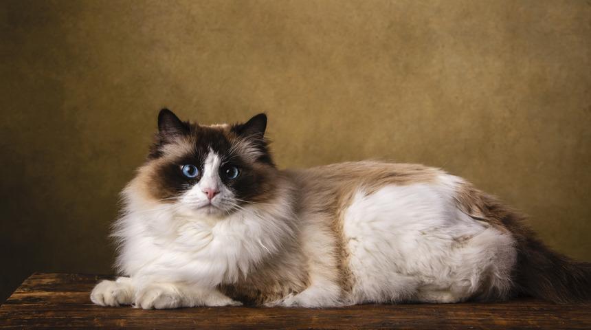 Ragdoll kedisi bakım ve özellikleri nelerdir?