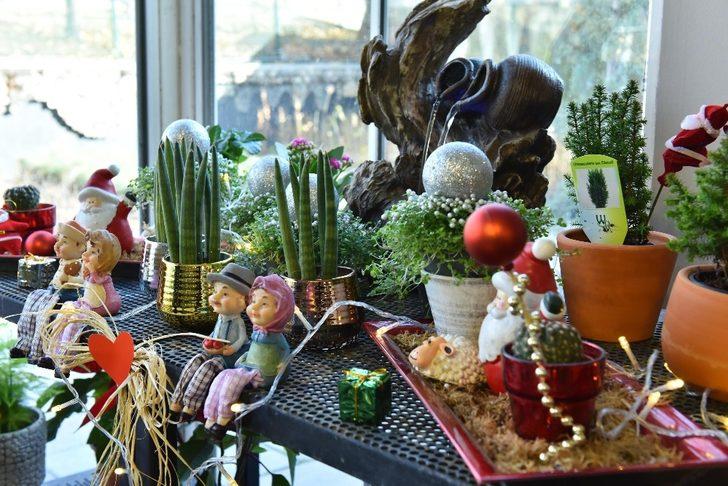 ANFA Bitki Evi’nde yeni yıl çiçekleri Başkentlileri bekliyor G1