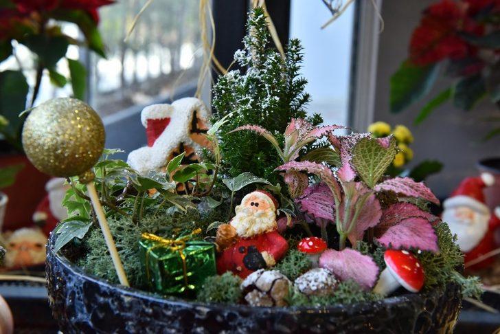ANFA Bitki Evi’nde yeni yıl çiçekleri Başkentlileri bekliyor Ankara