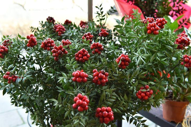 ANFA Bitki Evi’nde yeni yıl çiçekleri Başkentlileri bekliyor G4