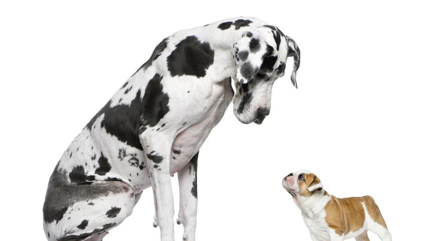 Kocaman bir dost: Alman Mastifi (Danua)