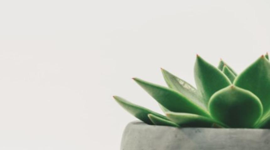 Sukulent bitkisi nedir? Bakımı için nelere dikkat edilmelidir?