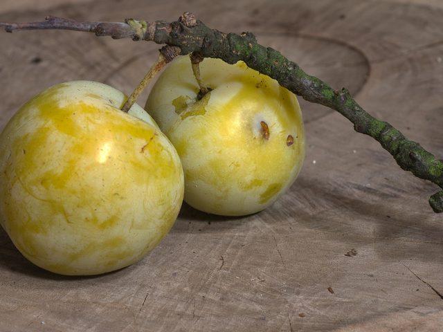 R&uuml;yada yeşil erik g&ouml;rmek