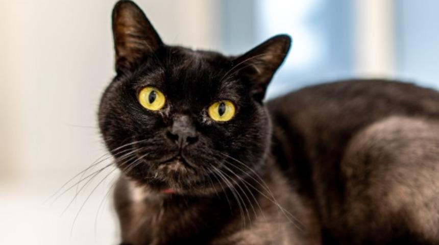 Bombay kedisinin özellikleri nelerdir?