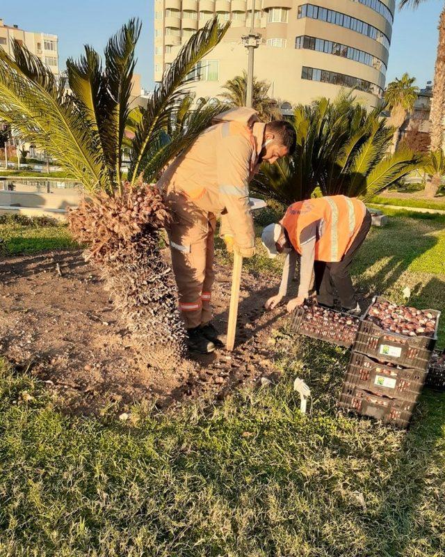 Antalya caddelerine 161 bin adet lale, sümbül, çiğdem soğanı