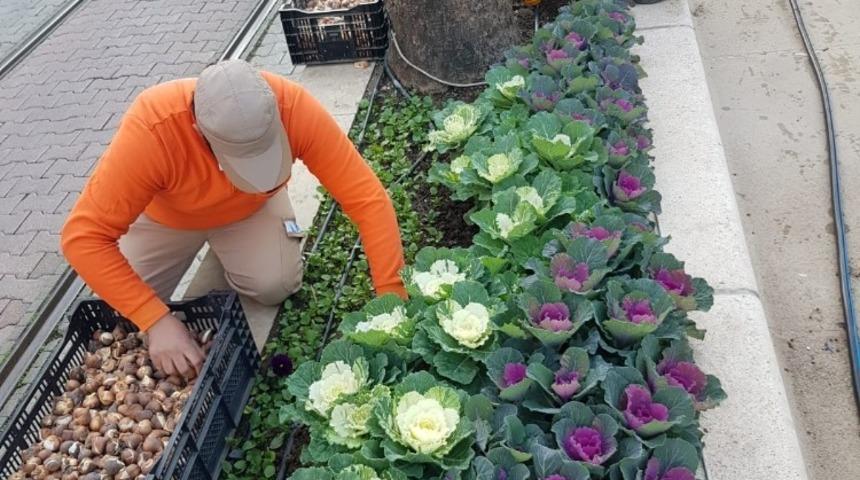 Antalya caddelerine 161 bin adet lale, s&uuml;mb&uuml;l, &ccedil;iğdem soğanı