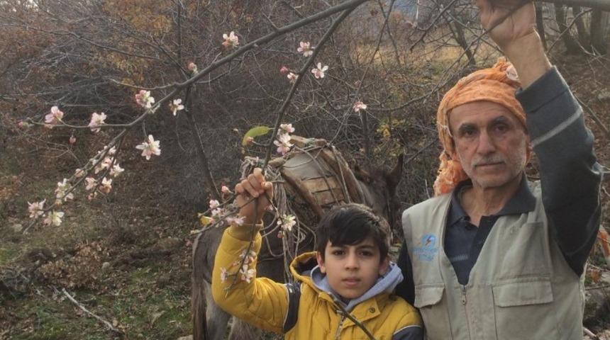 Aralık ayında elma ağaçları çiçek açtı