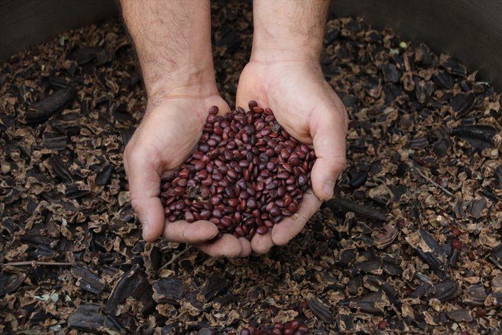 Mersin'de keçiboynuzunun pekmeze yolculuğu başladı G2