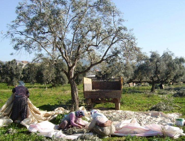 Ödemiş’te zeytin hasadı sürüyor G1