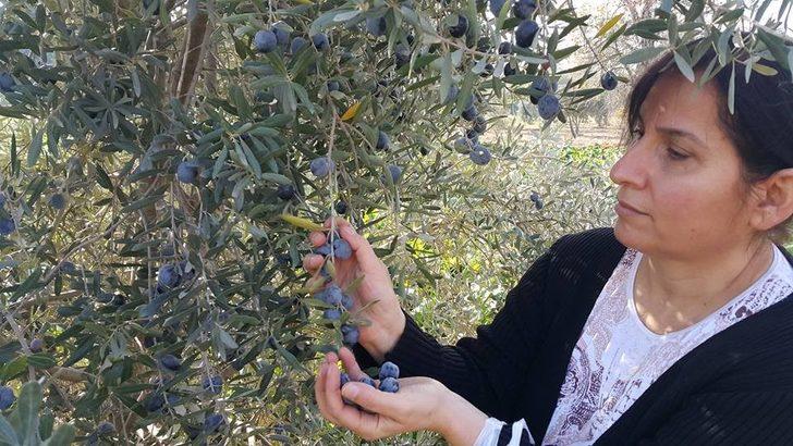Ödemiş’te zeytin hasadı sürüyor G2