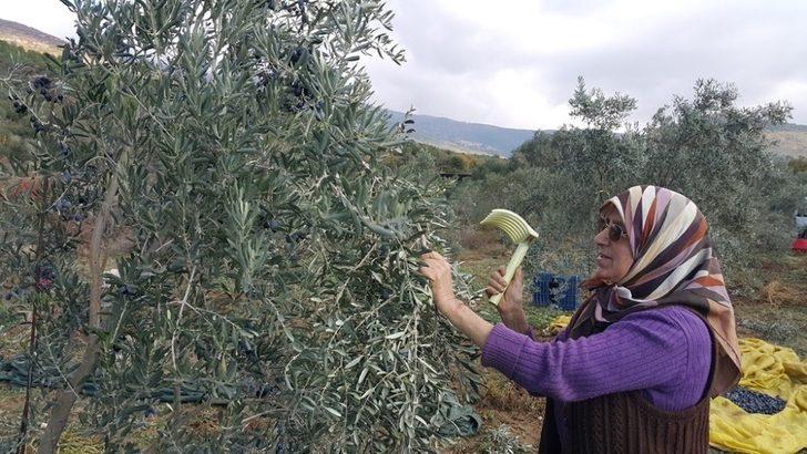 Ödemiş’te zeytin hasadı sürüyor G3