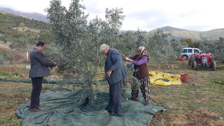 Ödemiş’te zeytin hasadı sürüyor G4