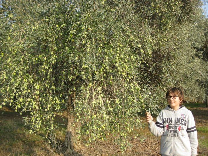 Ödemiş’te zeytin hasadı sürüyor G5