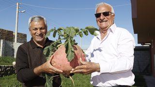Mardin'de yetiştirilen 7 kilo 625 gramlık turp şaşırttı