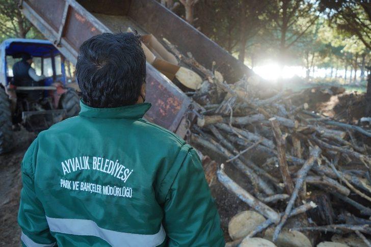 Ayvalık’ta budanan odunlar dar gelirlinin sobasına gidiyor G2