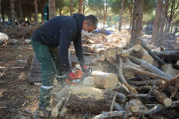Ayvalık’ta budanan odunlar dar gelirlinin sobasına gidiyor G3