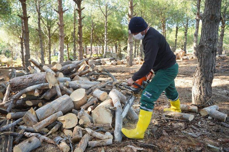 Ayvalık’ta budanan odunlar dar gelirlinin sobasına gidiyor G4
