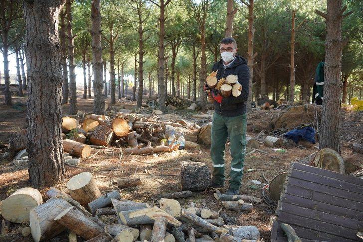Ayvalık’ta budanan odunlar dar gelirlinin sobasına gidiyor G5