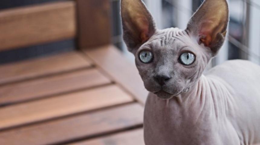 Tüysüz minnoş sfenks kedisi (Mısır Kedisi) özellikleri ve Sphynx bakımı