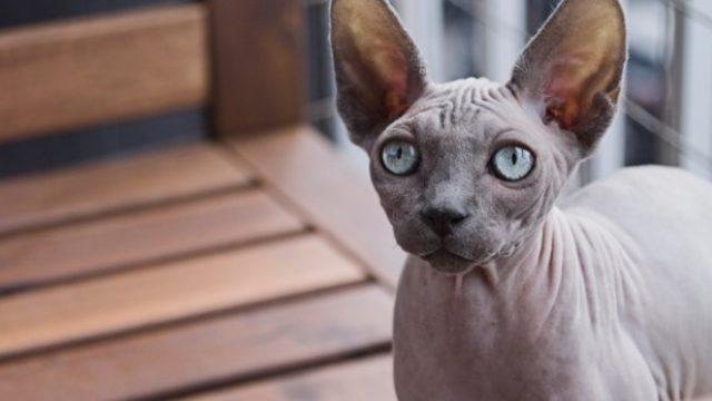 Tüysüz minnoş sfenks kedisi (Mısır Kedisi) özellikleri ve Sphynx bakımı