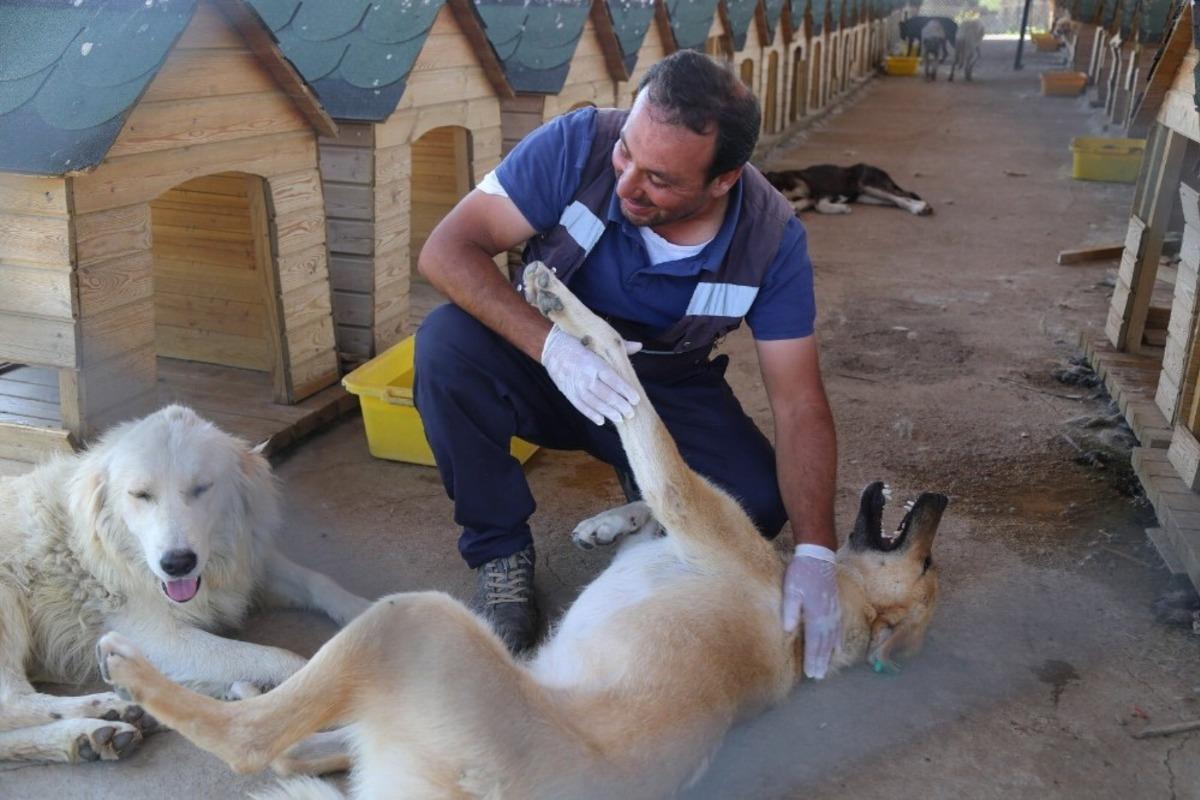 Bing&ouml;l&rsquo;de 110 sokak hayvanı sahiplendirildi