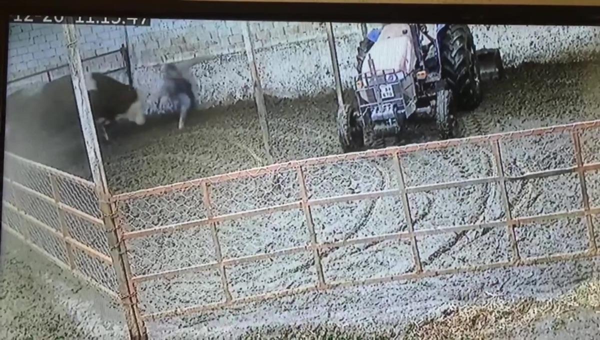 Sahibini kovalayan boğa bir darbede onu yere yıktı