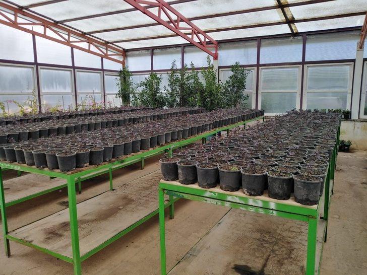 Marmaris’in çiçek seraları 1,5 milyon TL tasarruf sağlıyor G3