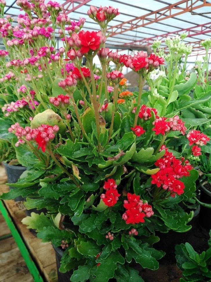 Marmaris’in çiçek seraları 1,5 milyon TL tasarruf sağlıyor G5