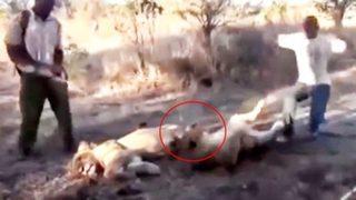 Hapşıran aslan bakıcısının aklını başından aldı