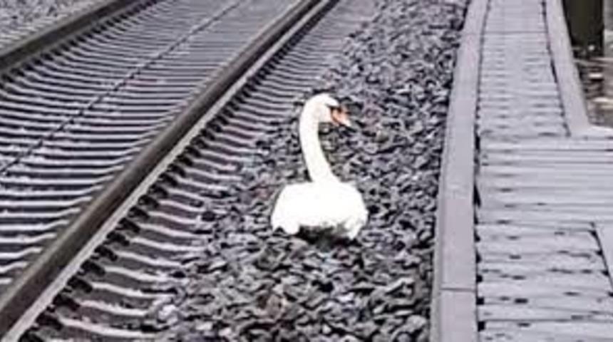 Eşinin 'yasını tutan' kuğu y&uuml;z&uuml;nden 20 tren r&ouml;tar yaptı!