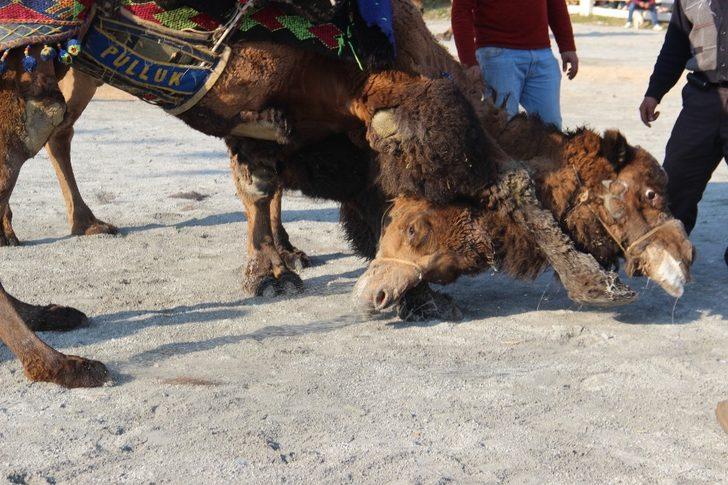 Korona virüs, hayvanlar aleminde en çok develeri etkiledi G5