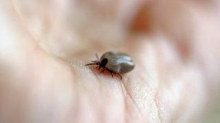 Lyme nasıl bir hastalıktır ve tedavi yöntemleri nelerdir?