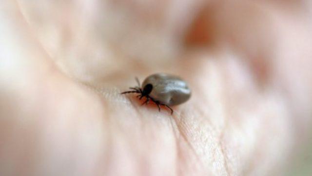 Lyme nasıl bir hastalıktır ve tedavi yöntemleri nelerdir?