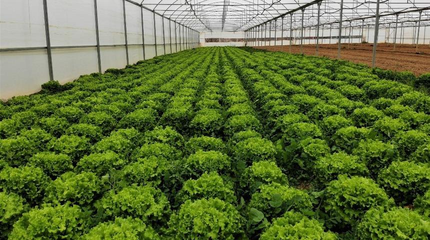 Serada 2 liraya satılan marul markette 8 liraya satılıyor