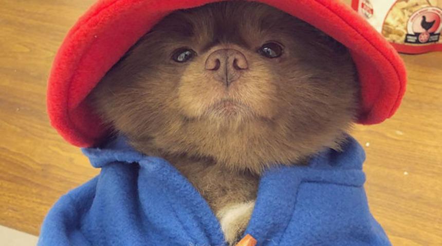 'Satılamayacak kadar büyük' bulunduğu için terk edilen köpek fenomen oldu