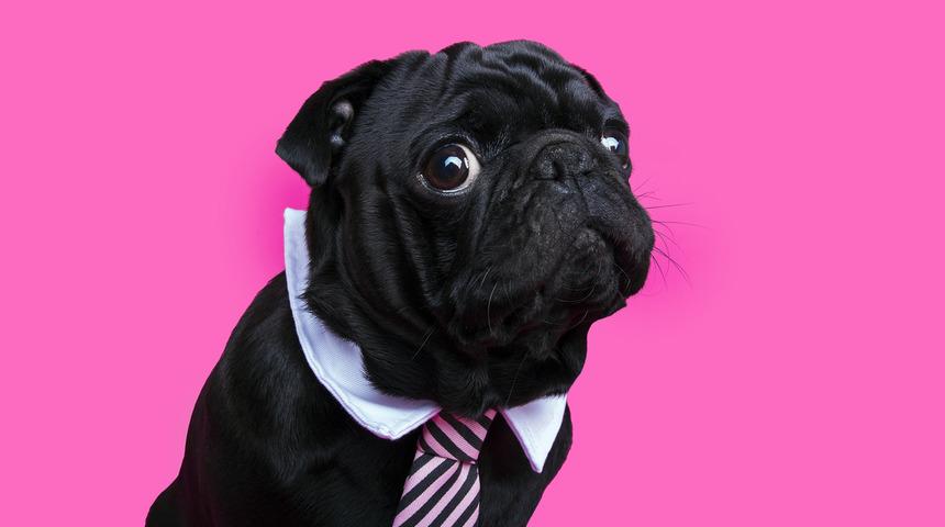 Pug cinsi köpeklerin özellikleri ve cinse dair merak edilenler